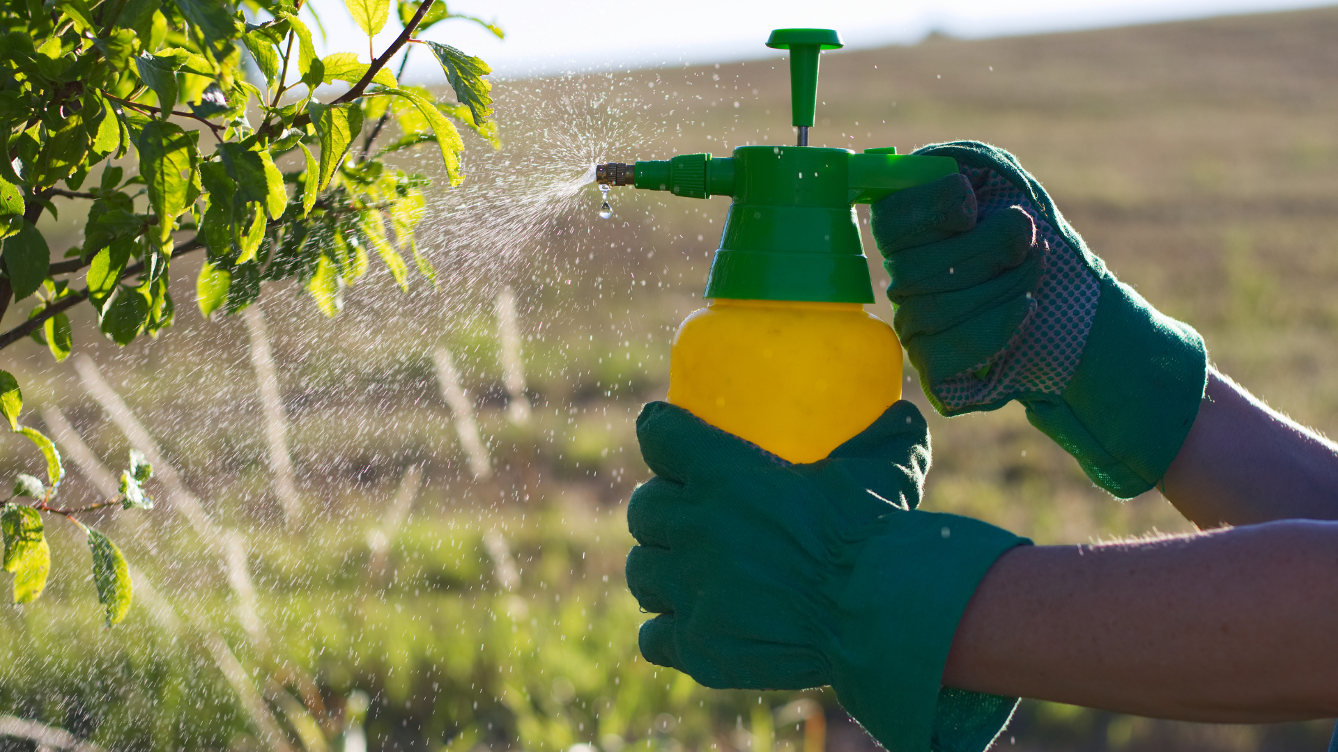 Trattamenti antiparassitari